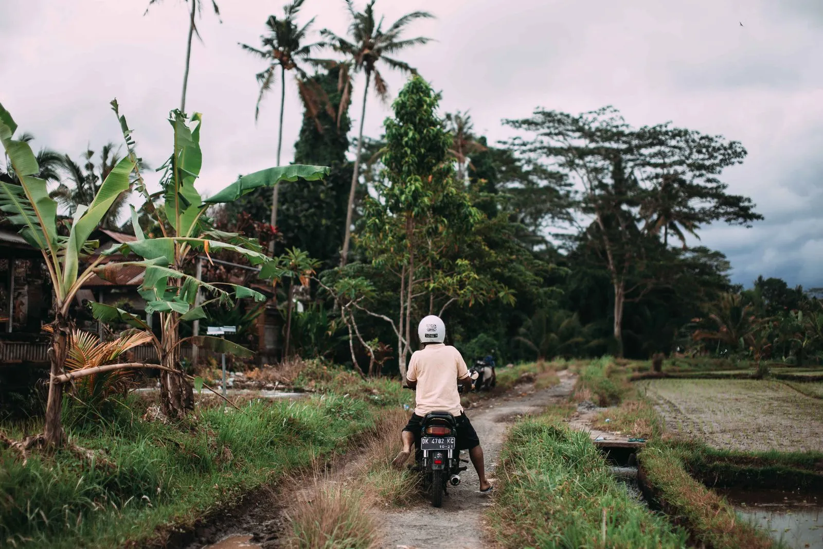 A rider on a scooter on an unpaved track between rice paddies